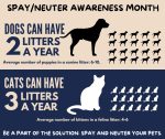 Spay/Neuter Awareness Month