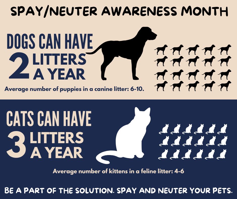 spay-neuter-awareness-month-shelter-roundtable