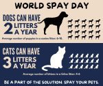 World Spay Day