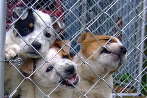 A litter of adoptable pups