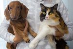 animal shelter adoption ideas