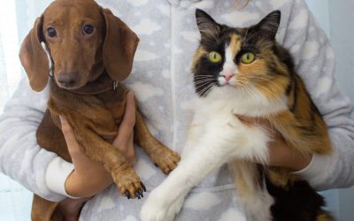 Animal Shelter Grant Writing Tips: Fix Your Need Statement First