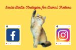social media tips for animal shelters