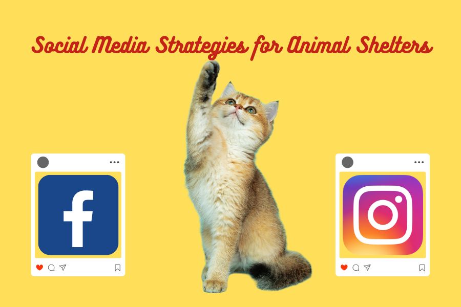 social media tips for animal shelters