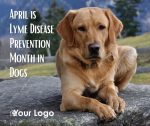 Prevent Lyme Disease in Dogs Month