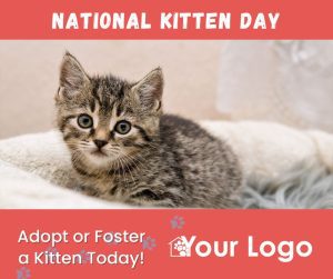 Adopt a foster kitten