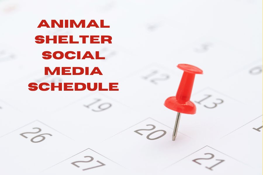 Animal Shelter Social Media Schedule