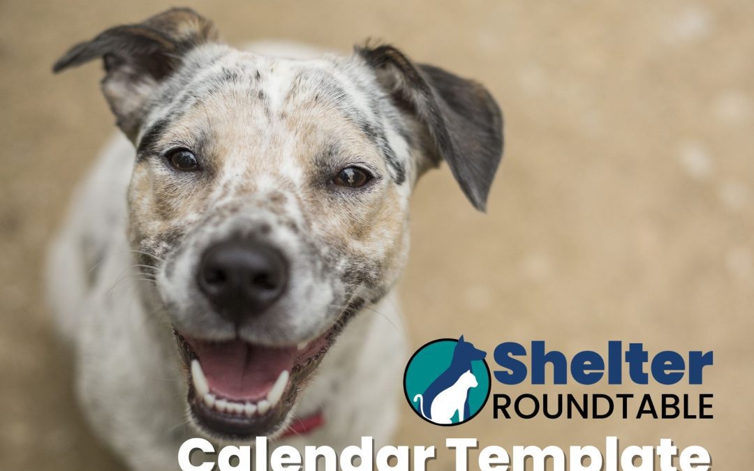 Get Your Free 2024 Shelter Calendar Template