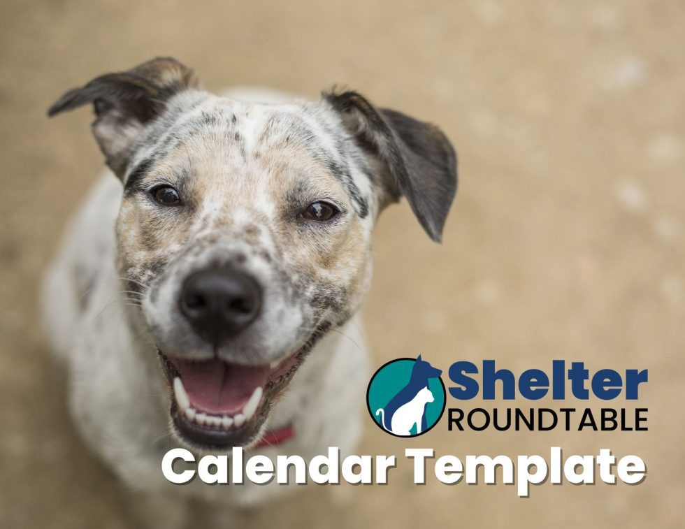 Get Your Free Shelter Calendar Template