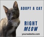 Adopt Right Meow