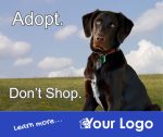 Adopt don't Shop