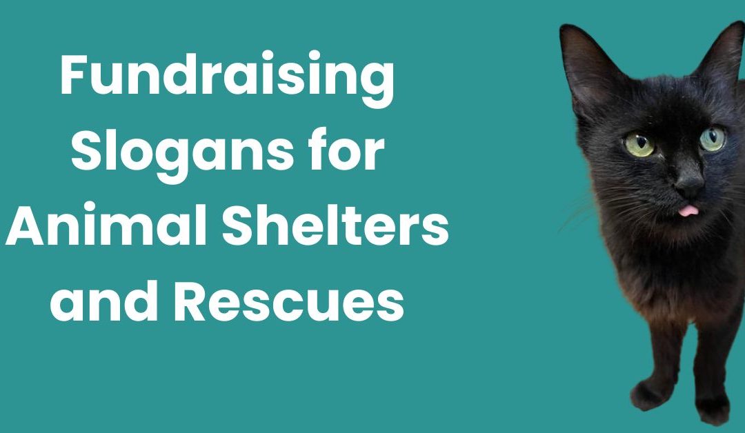 Inspiring Fundraising Slogans for Animal Shelters and Rescues