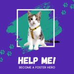 become a foster hero