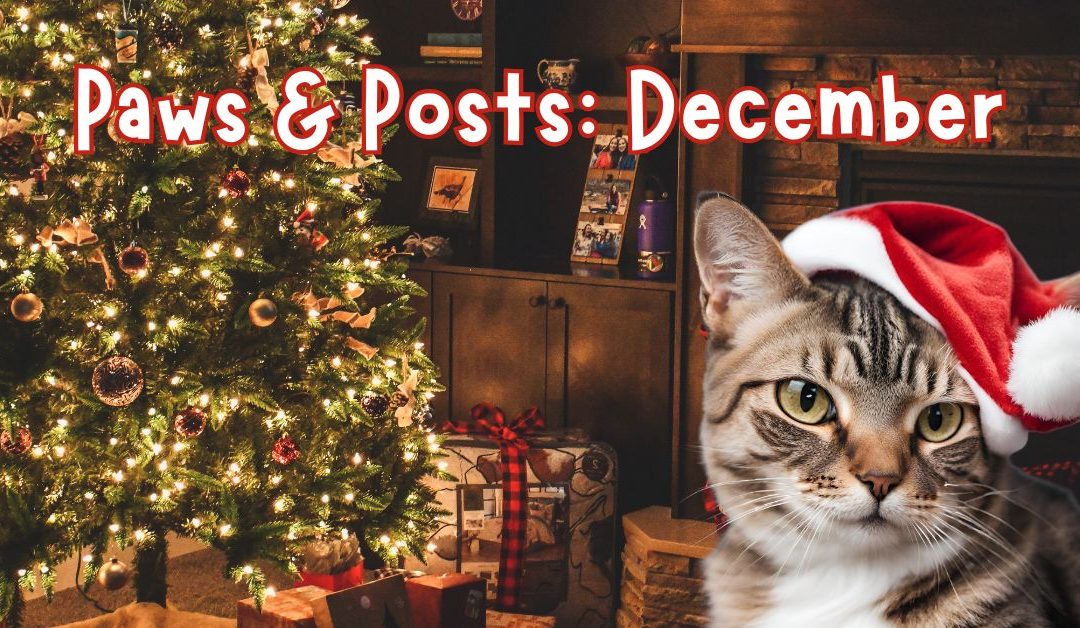 Paws & Posts: December Social Media, Blog, and Video Plan