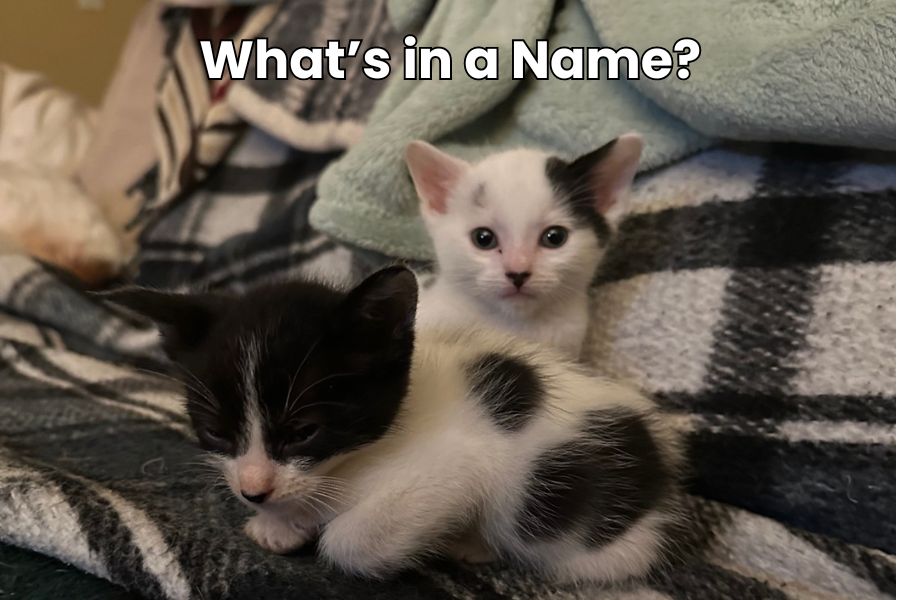 Creative Name Ideas for Foster Cats, Dogs, Puppies, and Kittens