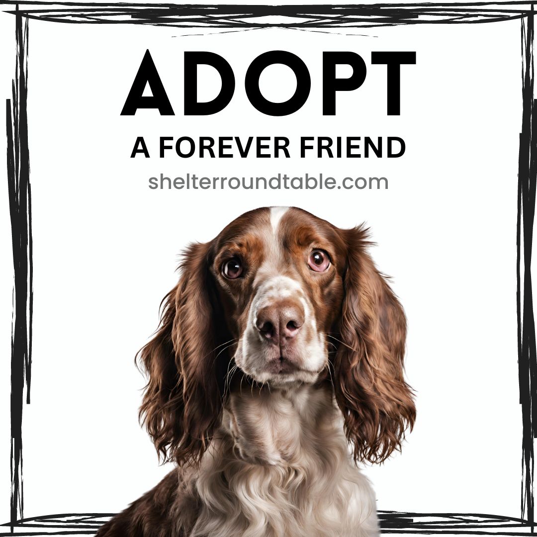 Adopt a Forever Friend Shelter Roundtable