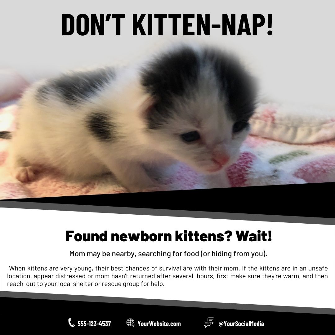 don’t kitten nap social media post 01 don’t kitten nap social media post 01