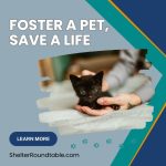 foster a pet, save a life