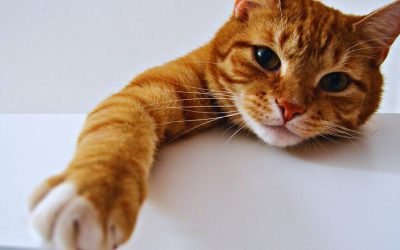 Social Media Safety Graphics for Shelters