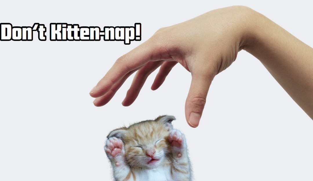 Kitten-Napping Graphics