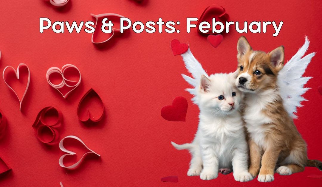 Paws & Posts: February Social Media, Blog, and Video Plan