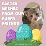 easter wishes from our furry friends