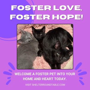 foster love, foster hope!