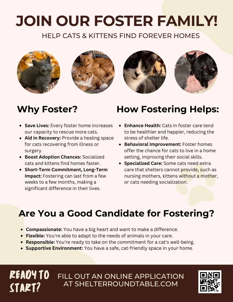 join our cat foster family