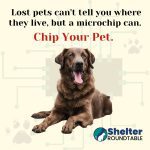 chip your pet