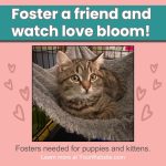 foster a friend