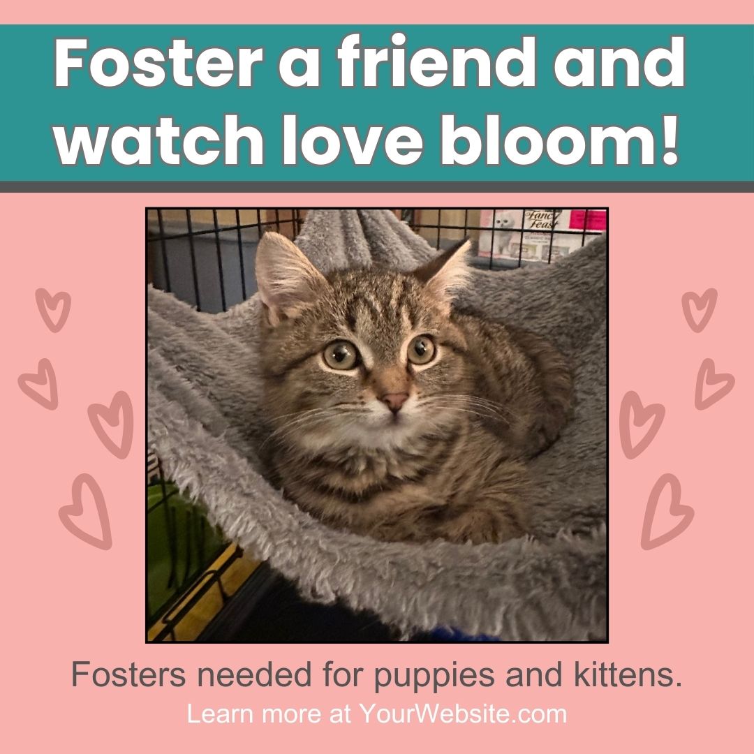 foster a friend foster a friend