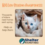 kitten season awareness