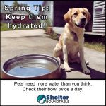 pet tip water