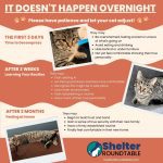 rescue cats adoption tips list infographic