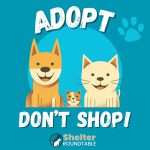 adopt, don’t shop