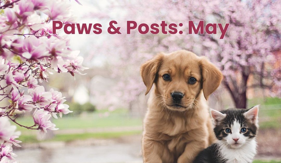 Paws & Posts: May Social Media, Blog, and Video Ideas