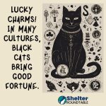 the truth about black cats