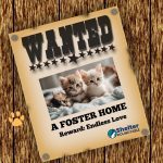wanted foster home