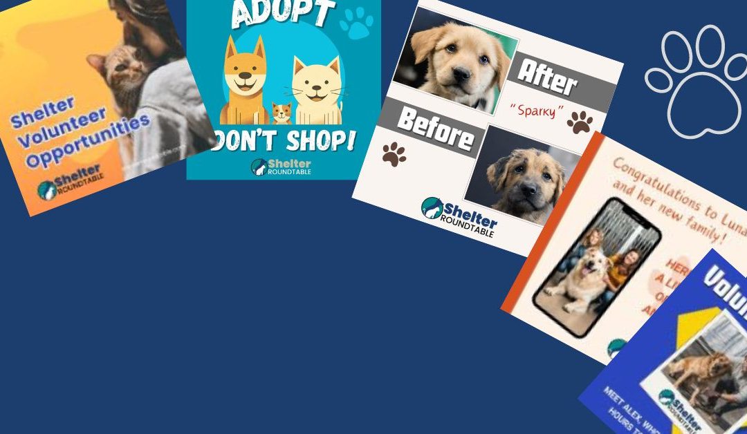 Canva Tips for Animal Shelters