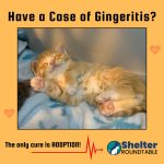 case gingeritis