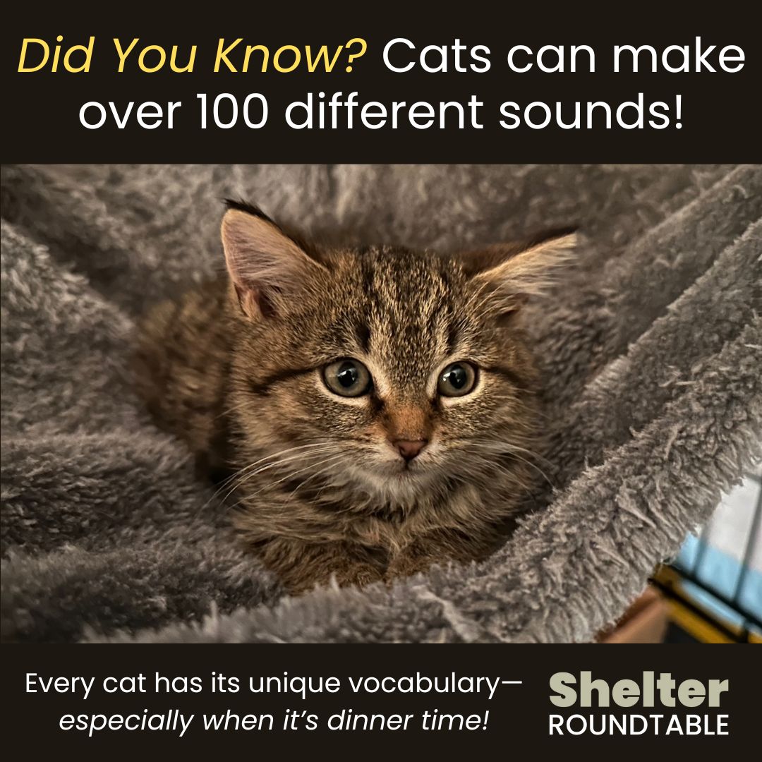 Cat Sounds - Shelter Roundtable