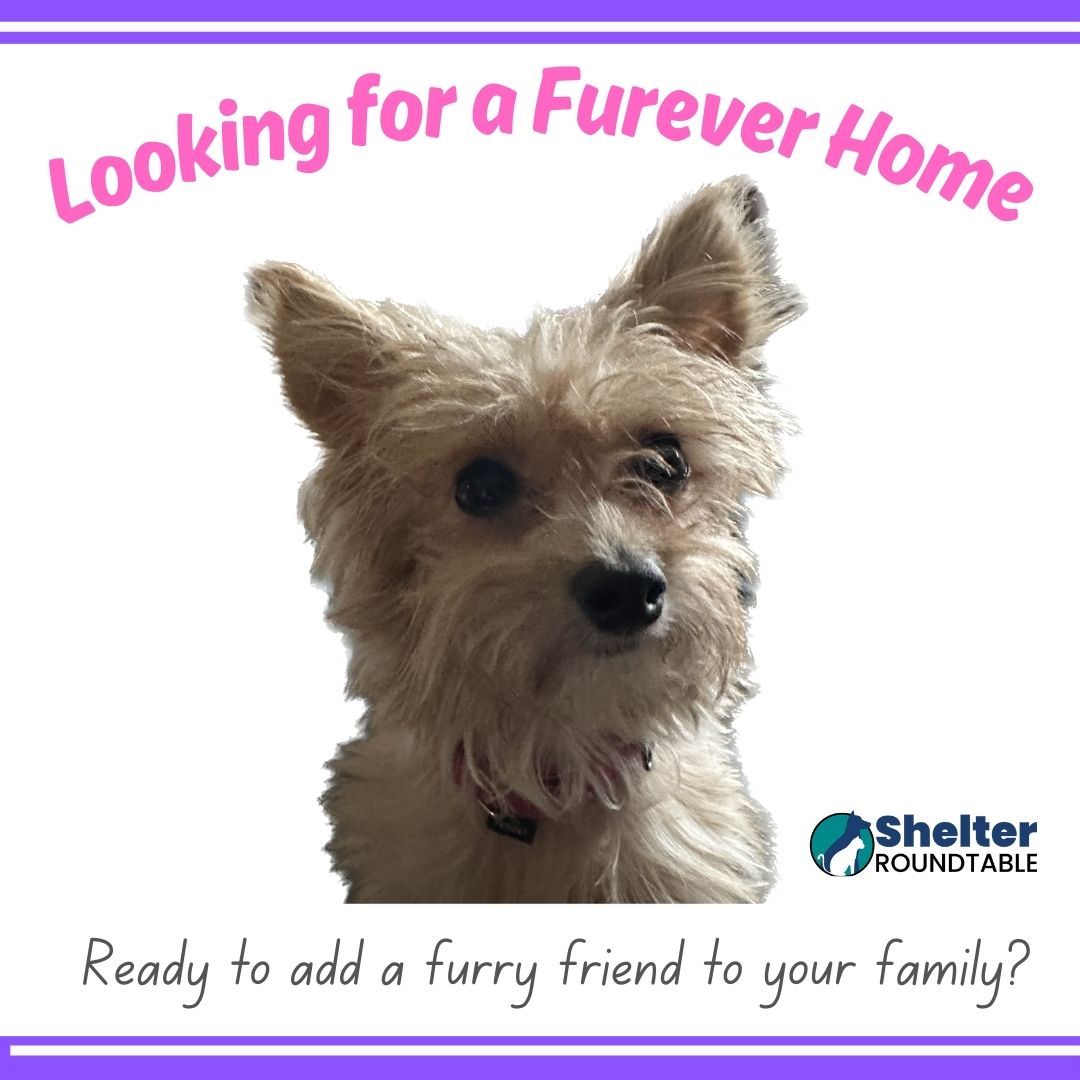 Looking for Furever Home - Shelter Roundtable