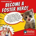 become a foster hero