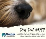 dog fact 1289