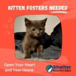 kitten fosters needed