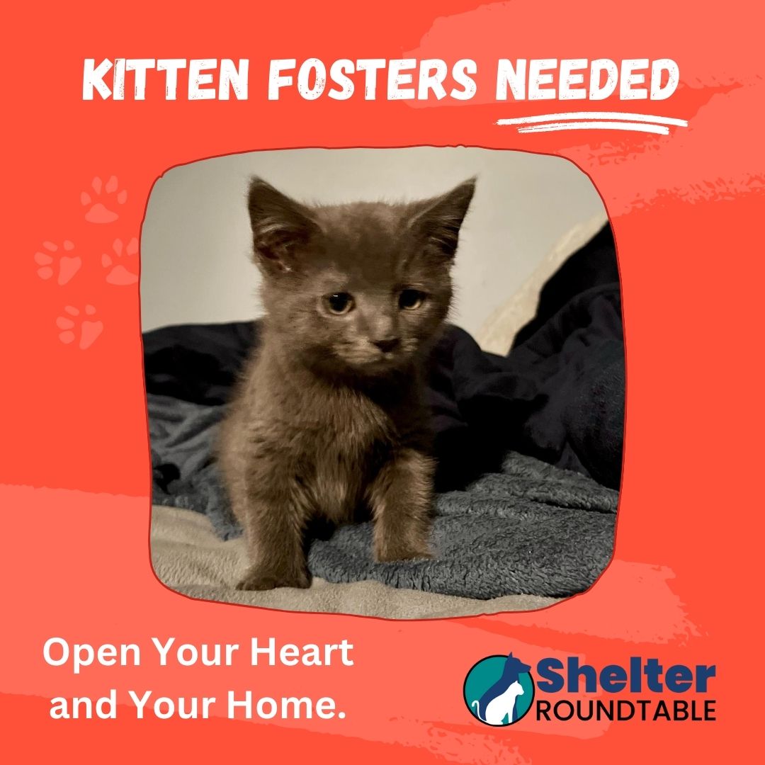 kitten fosters needed kitten fosters needed