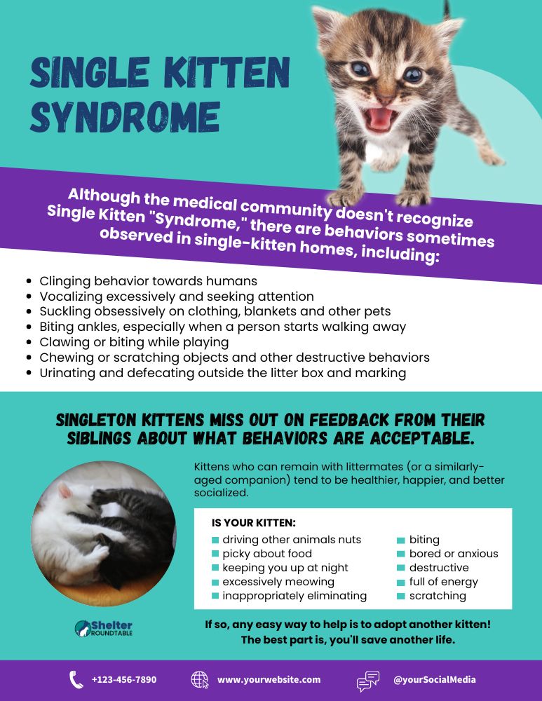 Single Kitten Syndrome Flyer - Shelter Roundtable