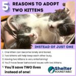 5 reasons to adopt 2 kittens!