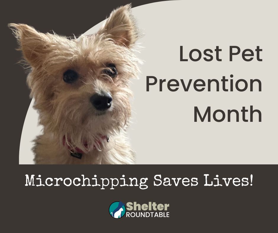 lost pet prevention month lost pet prevention month