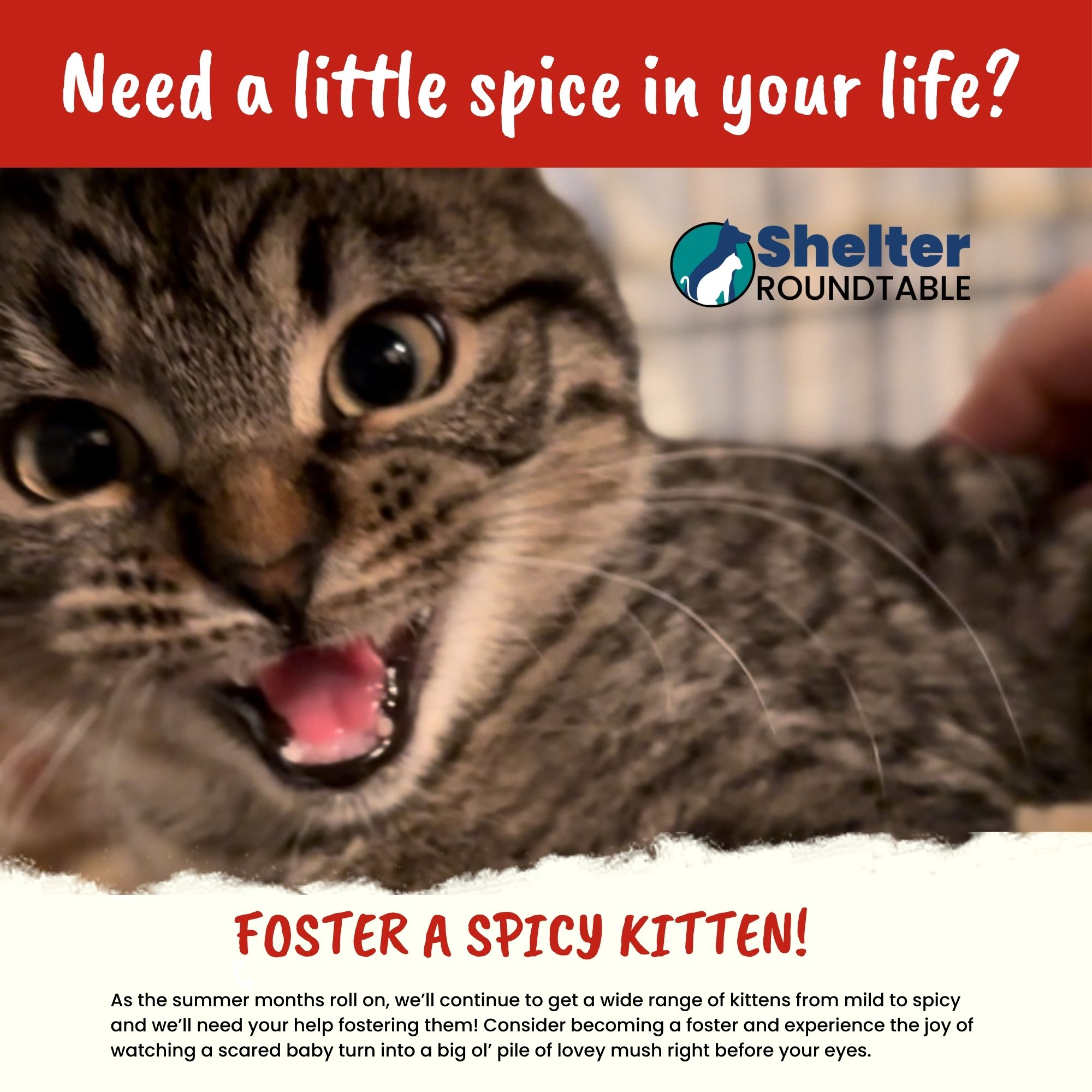 need a little spice in your life need a little spice in your life